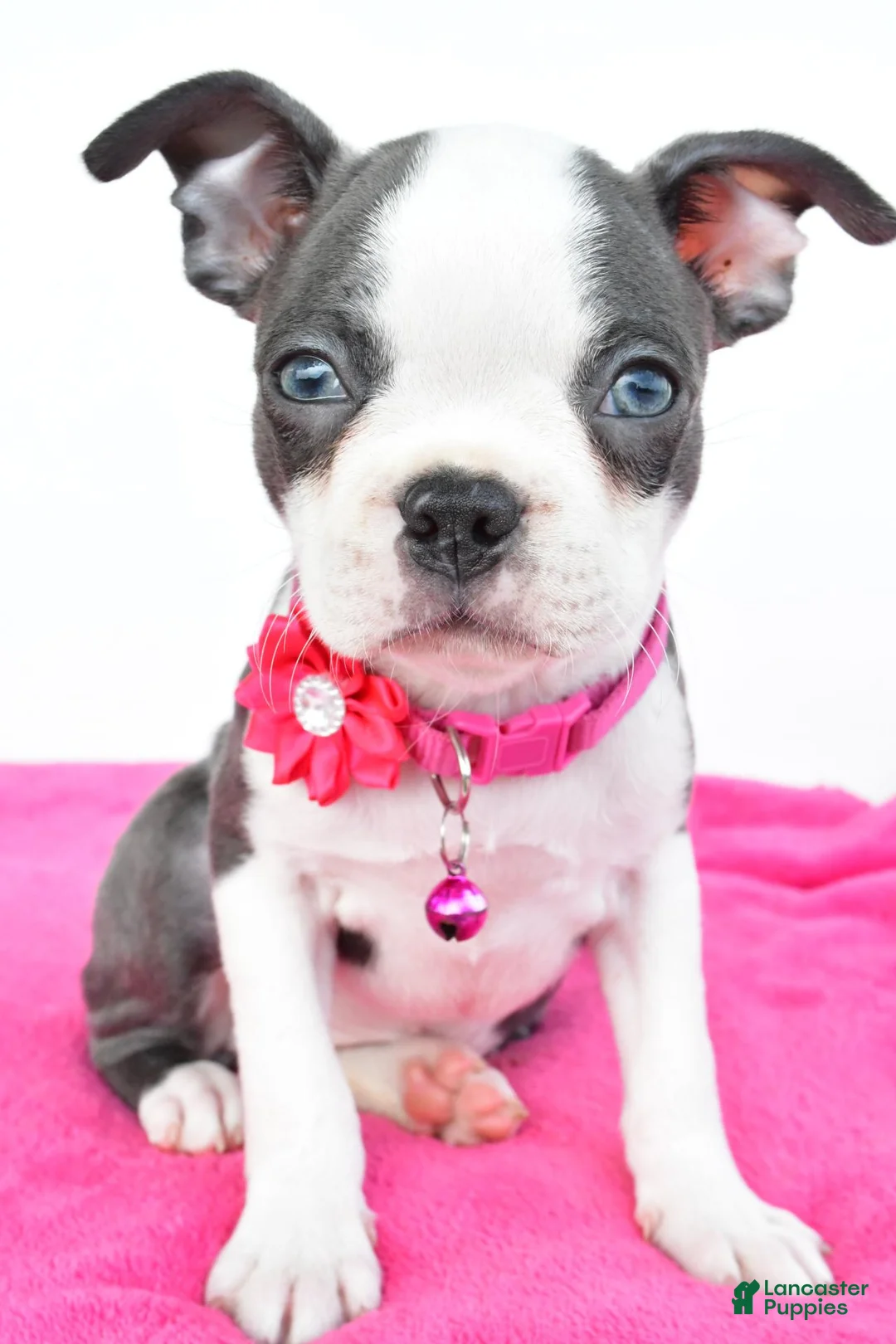 Boston Terrier dogs for sale: Sophie - Ad 2