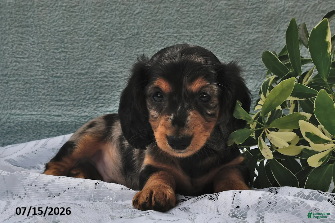 Miniature Dachshund dogs for sale: Dover - Ad 2
