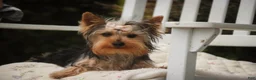 Yorkshire Terrier dogs for sale: Lucy - Ad 8