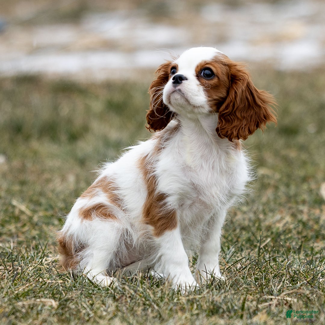 Cavalier King Charles Spaniel dogs for sale: Zelda - Ad 4