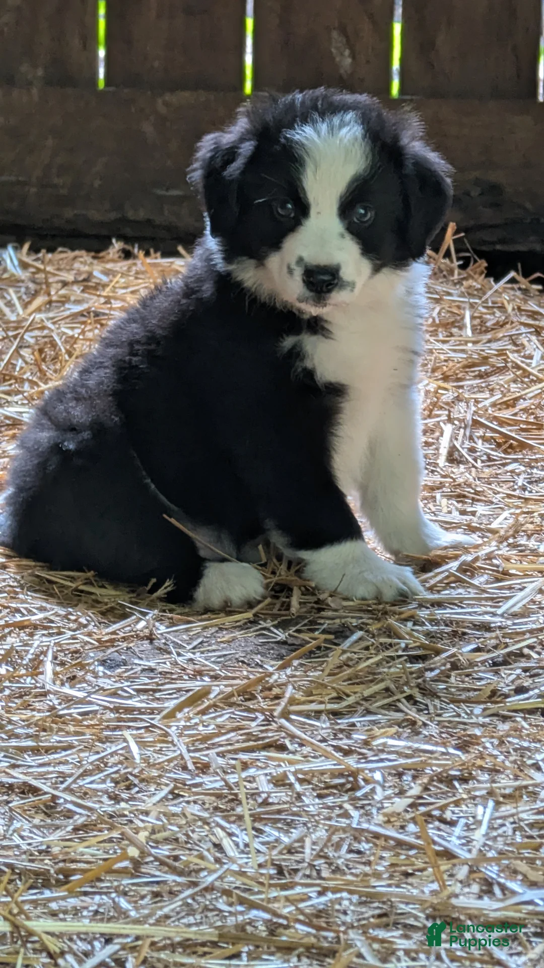 Bernese Mountain Dog dogs for sale: Bernese Mountain Dog 1 - Ad 1