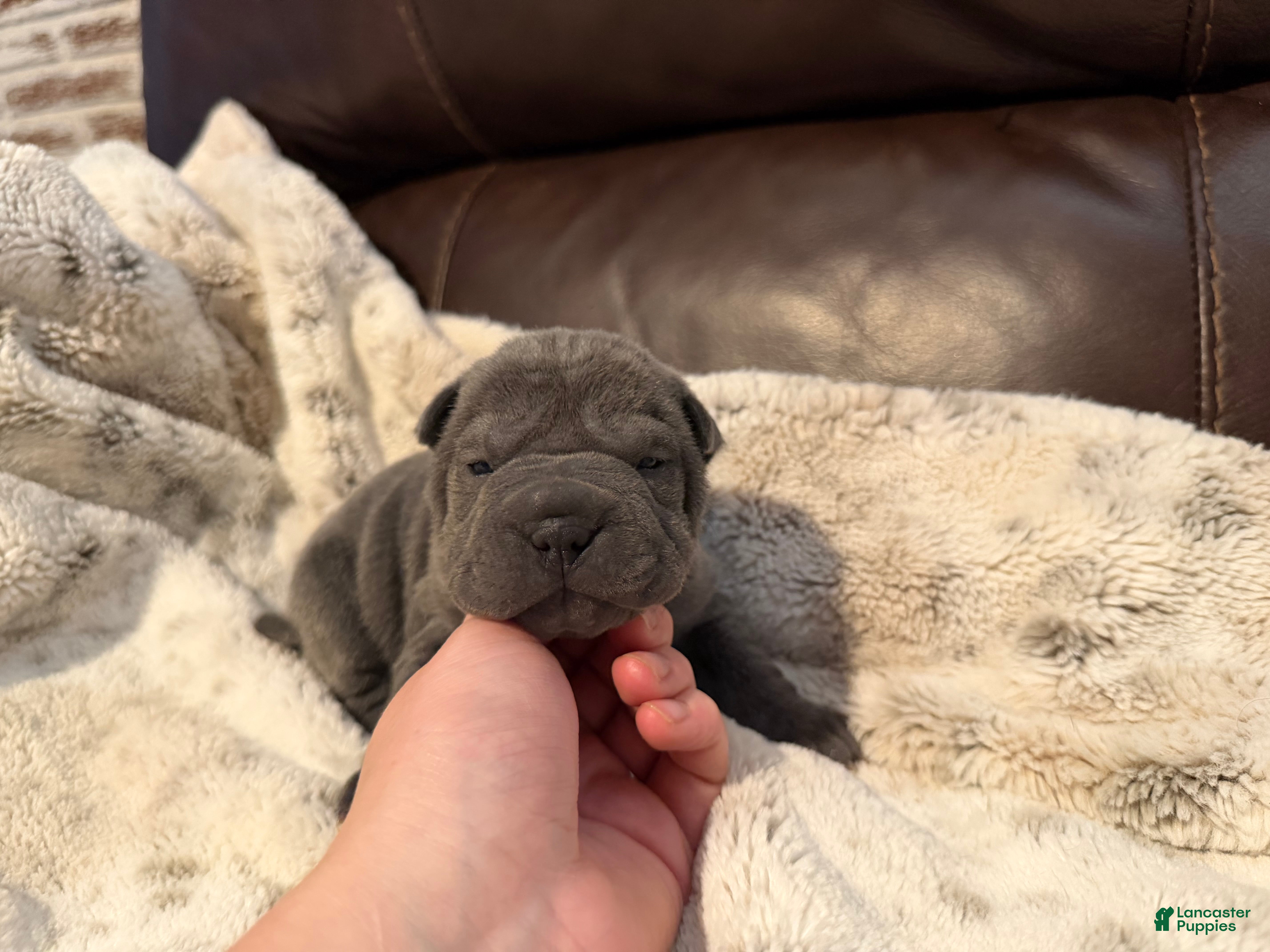 Shar Pei dogs Gwen - Ad 1