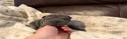 Shar Pei dogs for sale: Gwen - Ad 1