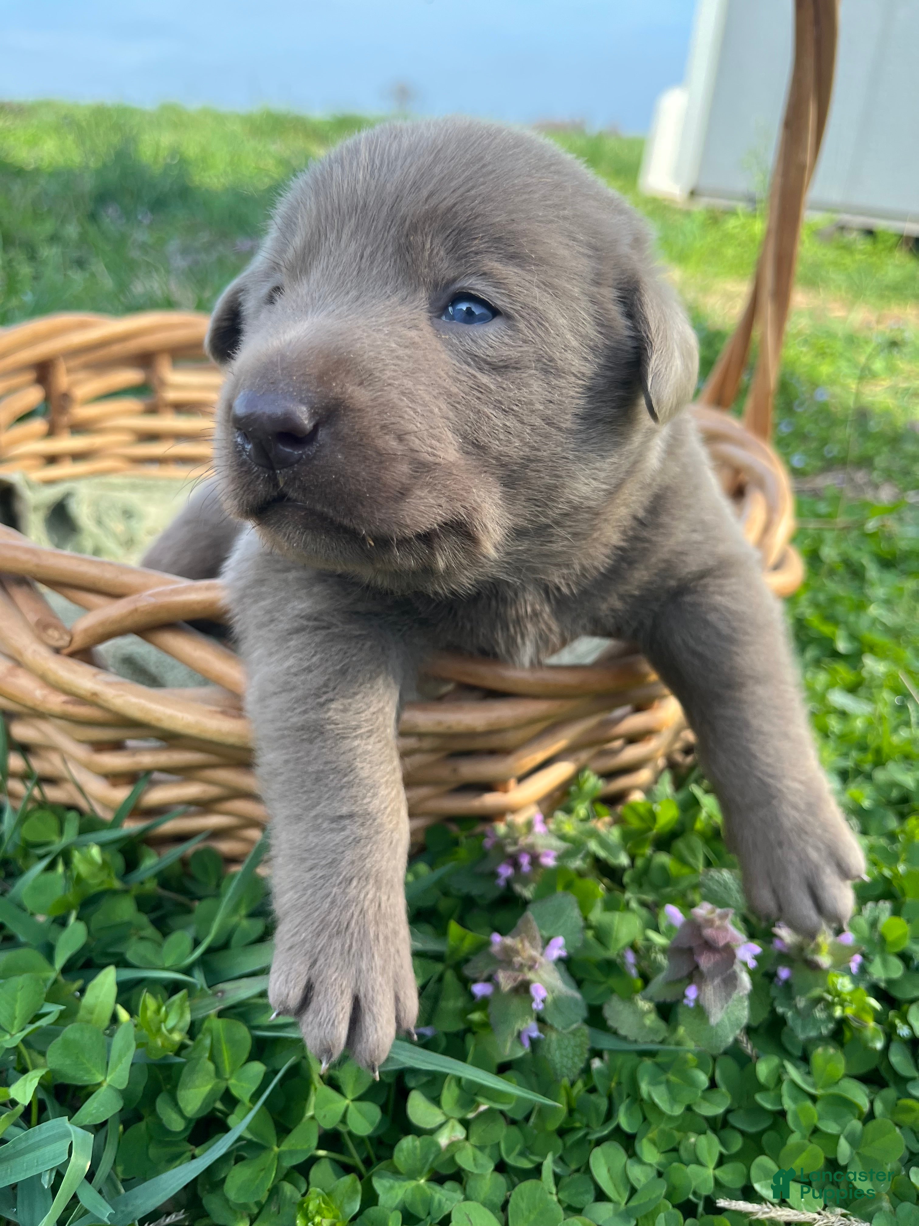 Labrador Retriever dogs Theo - Ad 2