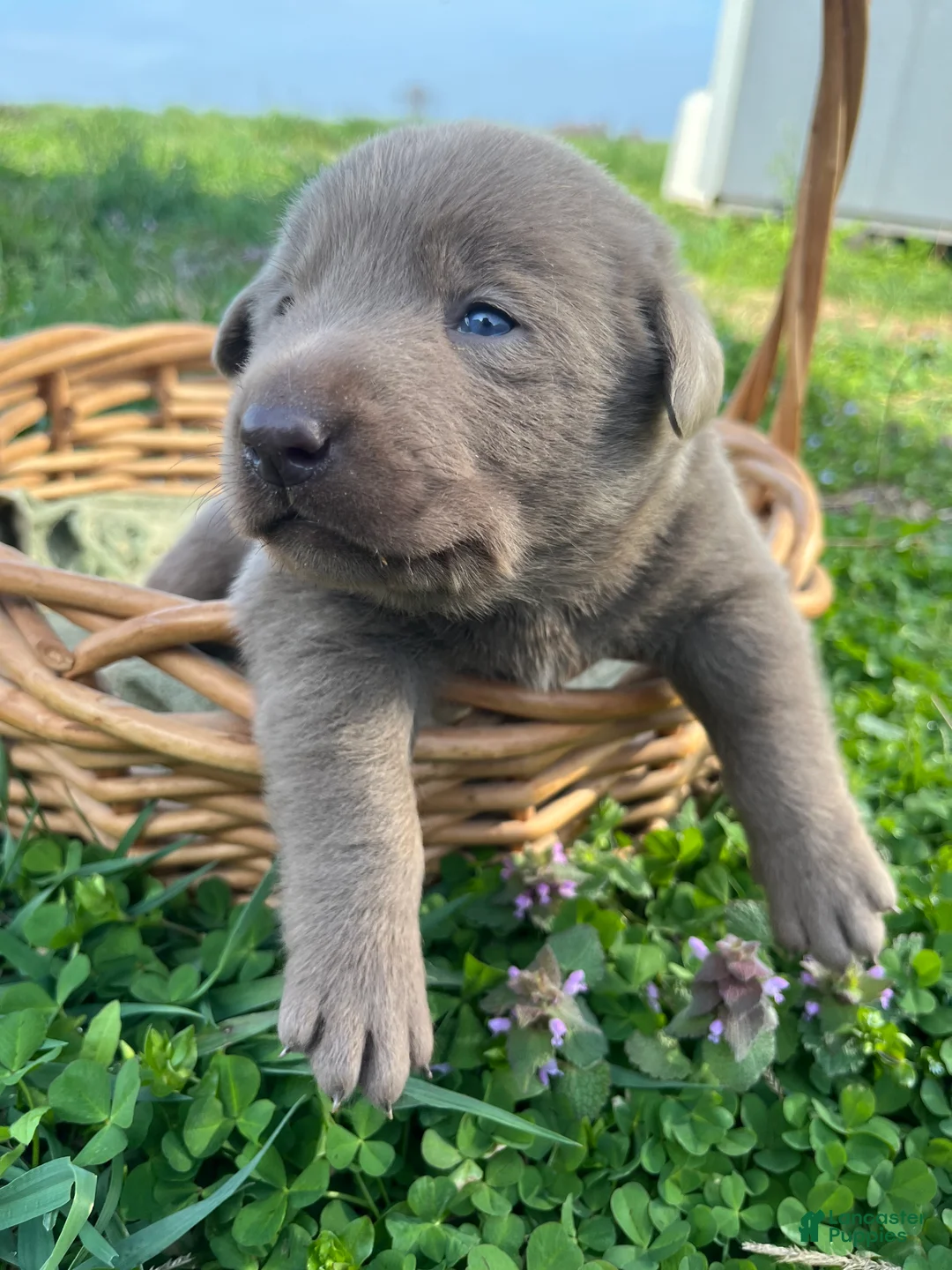 Labrador Retriever dogs for sale: Theo - Ad 2