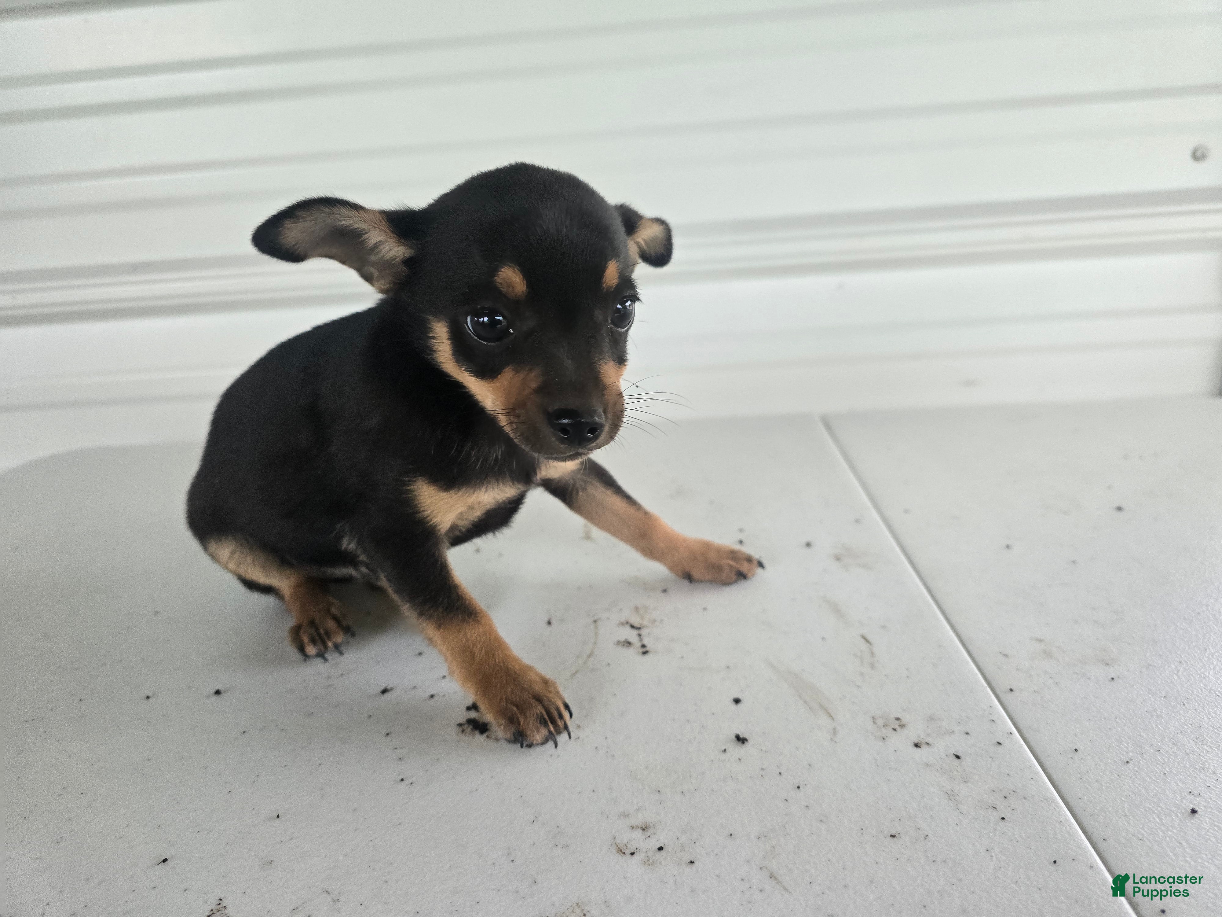 Chihuahua dogs Brutis - Ad 1