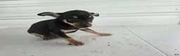 Chihuahua dogs for sale: Brutis - Ad 1
