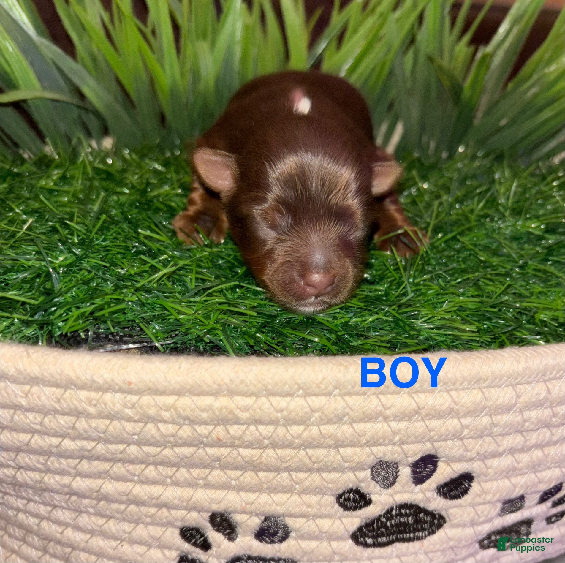 Yorkshire Terrier dogs Yorkshire Terrier 1 - Ad 1