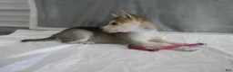 Gerberian Shepsky dogs for sale: Shadow - Ad 4
