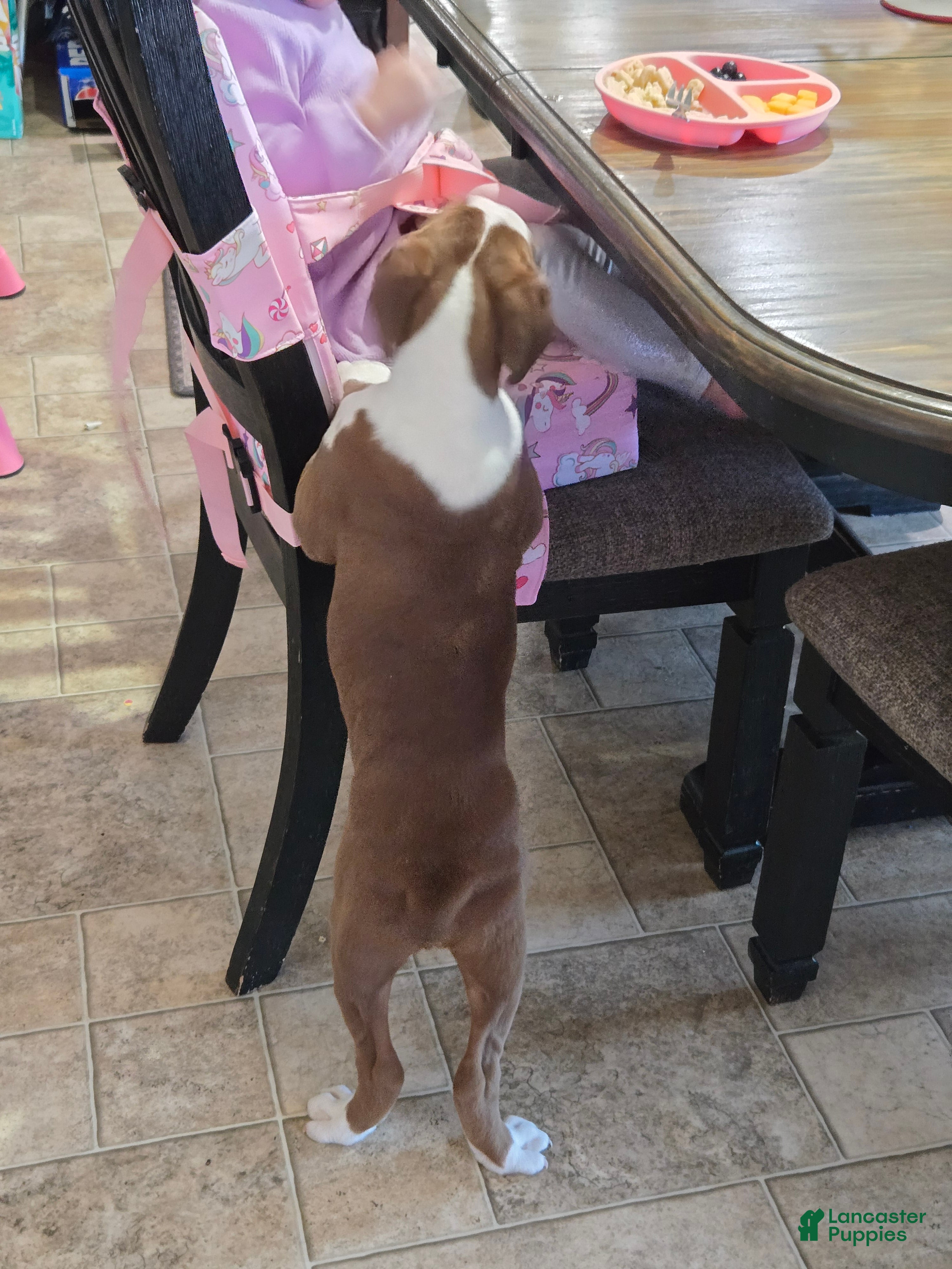 Boxer dogs Hank - Ad 2