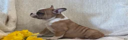 Frenchton dogs for sale: Dakota - Ad 8
