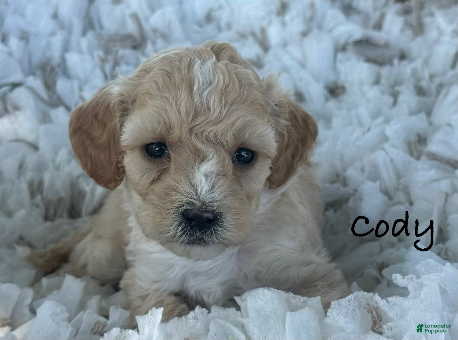 Cavapoo dogs Cody - Ad 1