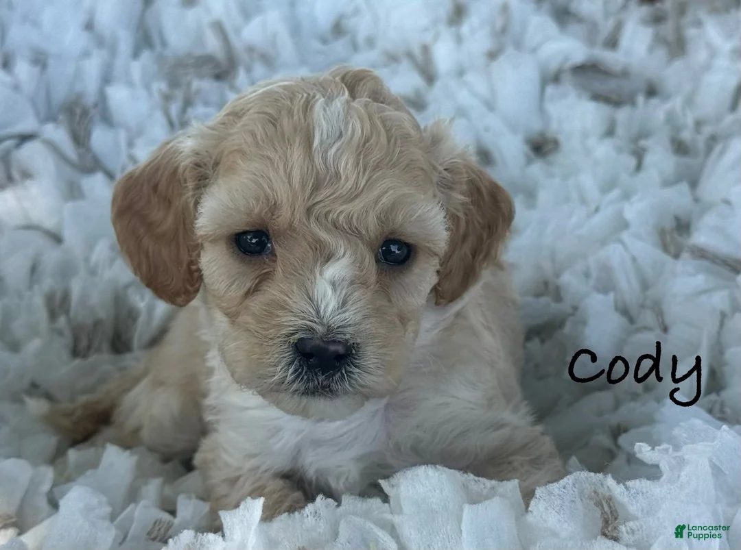 Cavapoo dogs for sale: Cody - Ad 1