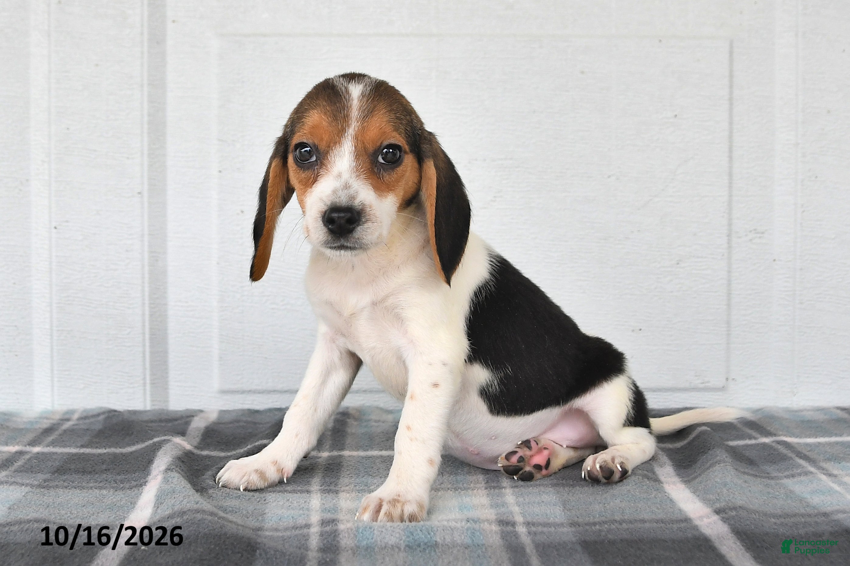 Beagle dogs Poppy - Ad 1