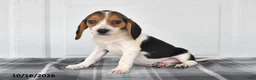 Beagle dogs for sale: Poppy - Ad 1