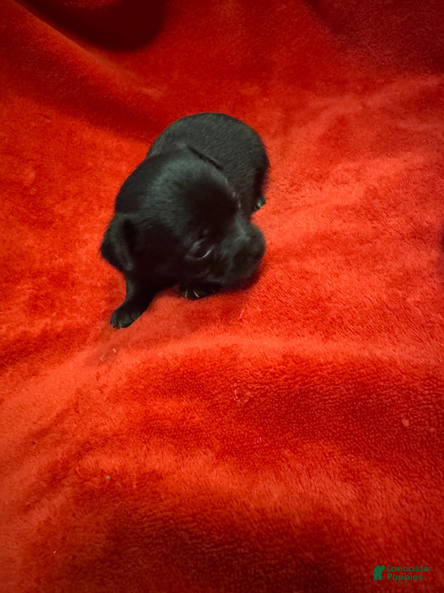 Chihuahua dogs Chihuahua 1 - Ad 1