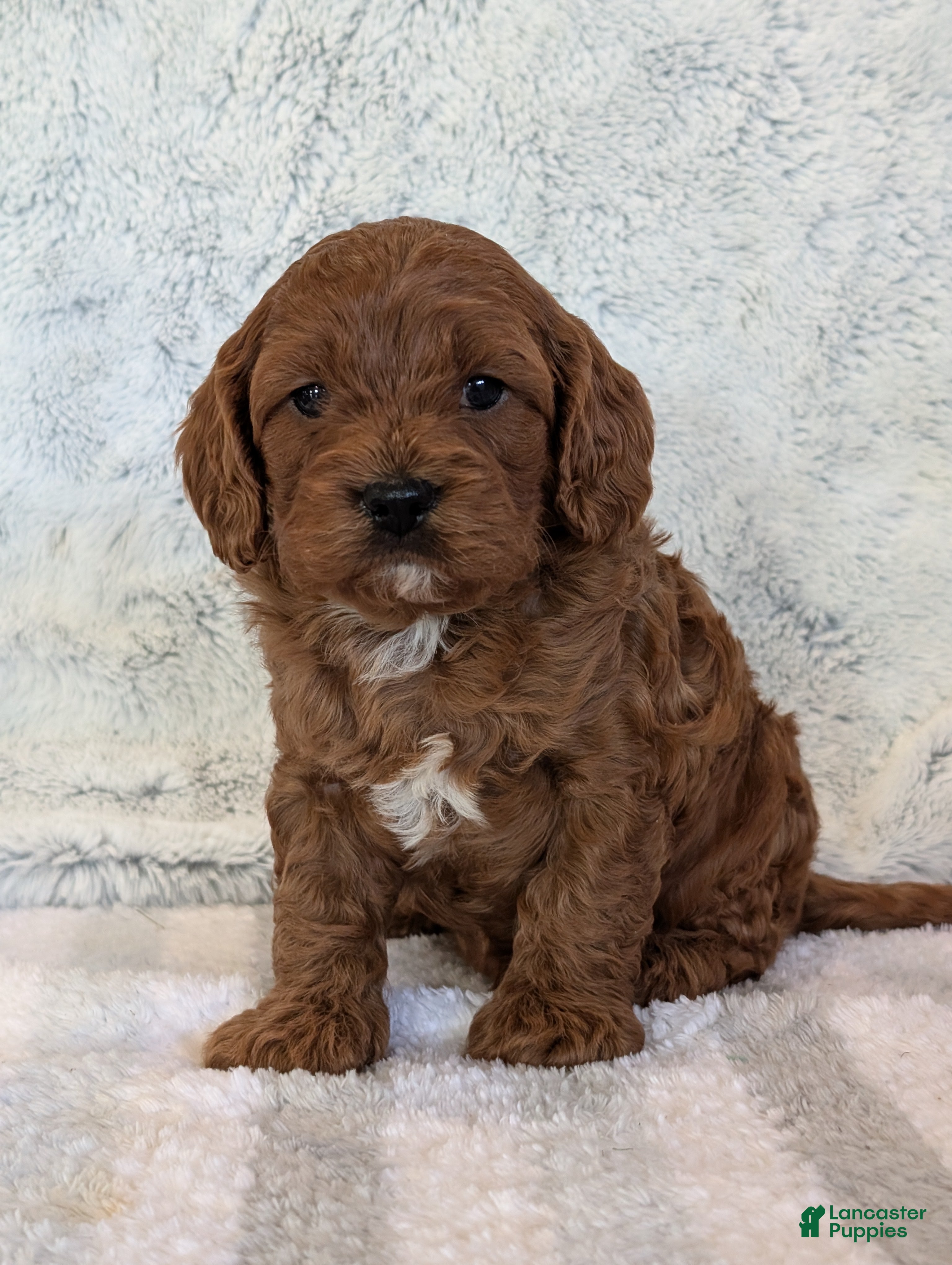 Miniature Poodle Puppies for sale in Lorain, Ohio Lancaster Puppies