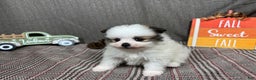 Pomeranian dogs for sale: Pomeranian Puppy 2 - Ad 3