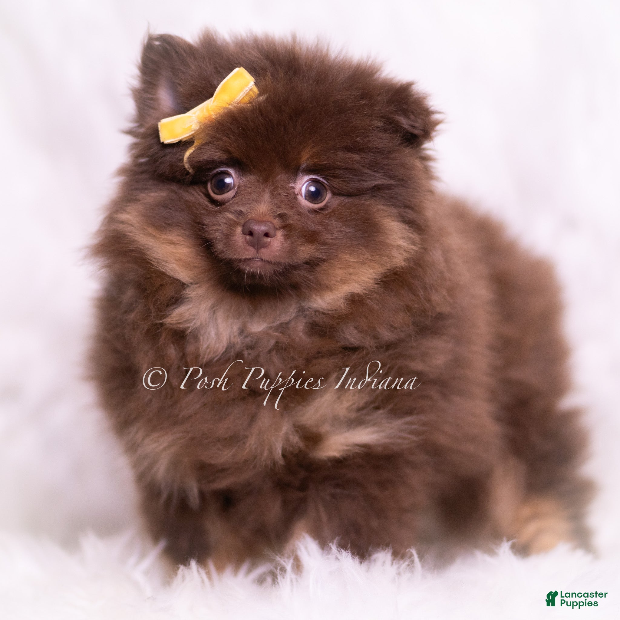 Pomeranian dogs Hershey - Ad 17