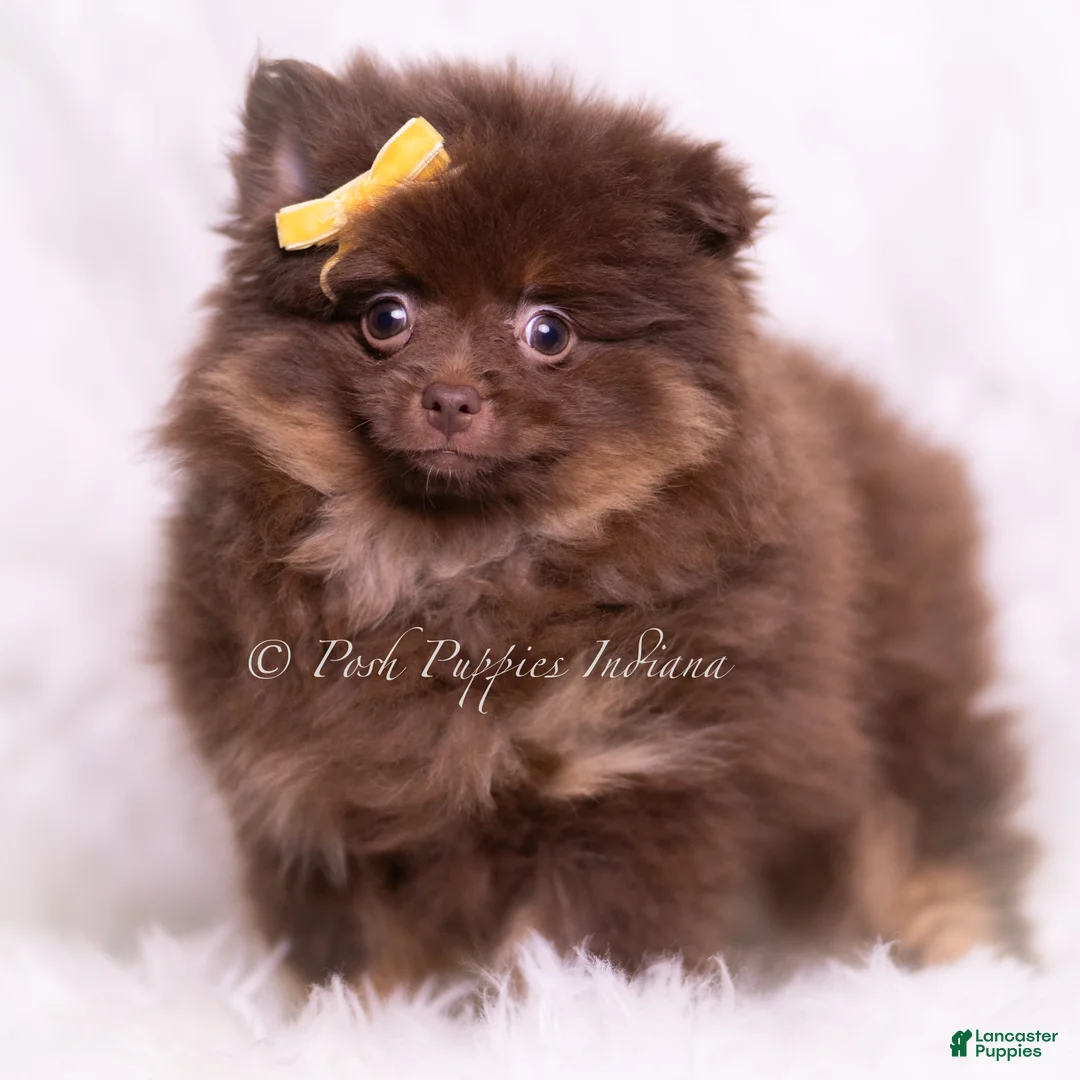 Pomeranian dogs for sale: Hershey - Ad 1