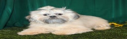 Shih Tzu dogs for sale: Mistletoe - Ad 5