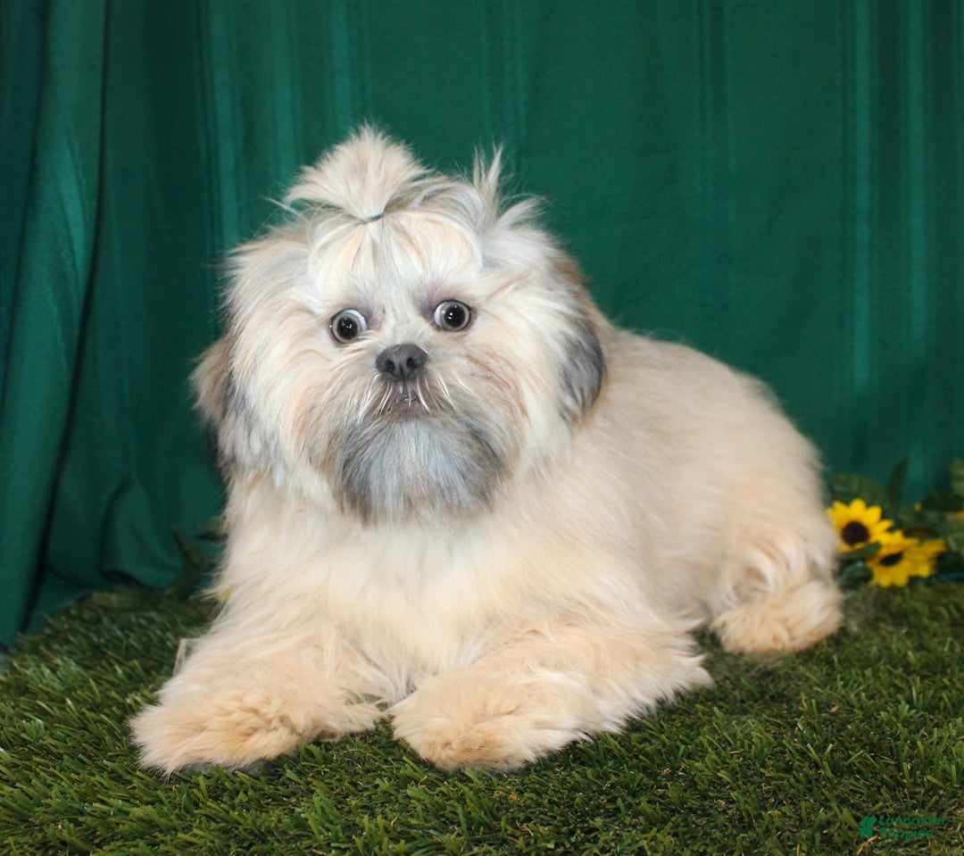 Shih Tzu dogs for sale: Mistletoe - Ad 5