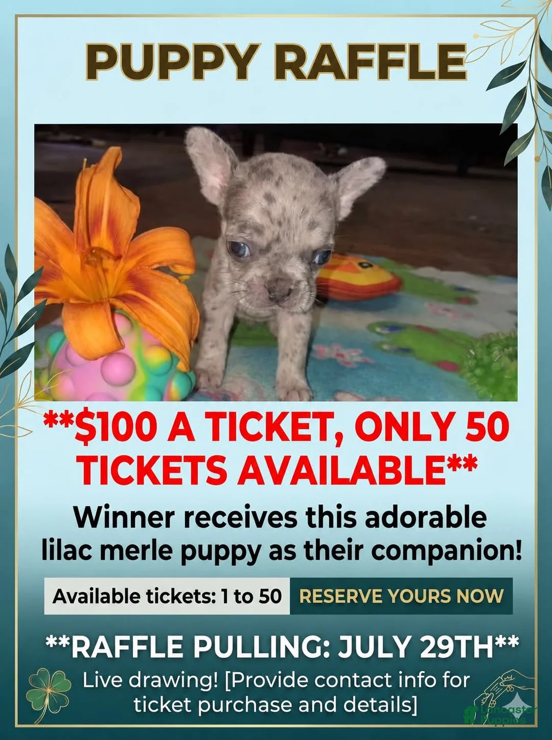 French Bulldog dogs for sale: Cash doll - Ad 1
