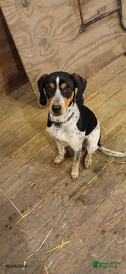 Mixed Breed dogs Daisy - Ad 28