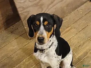 Mixed Breed dogs Daisy - Ad 1