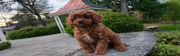 Cavapoo dogs for sale: Hudson - Ad 13