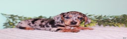 Miniature Dachshund dogs for sale: Flower - Ad 2