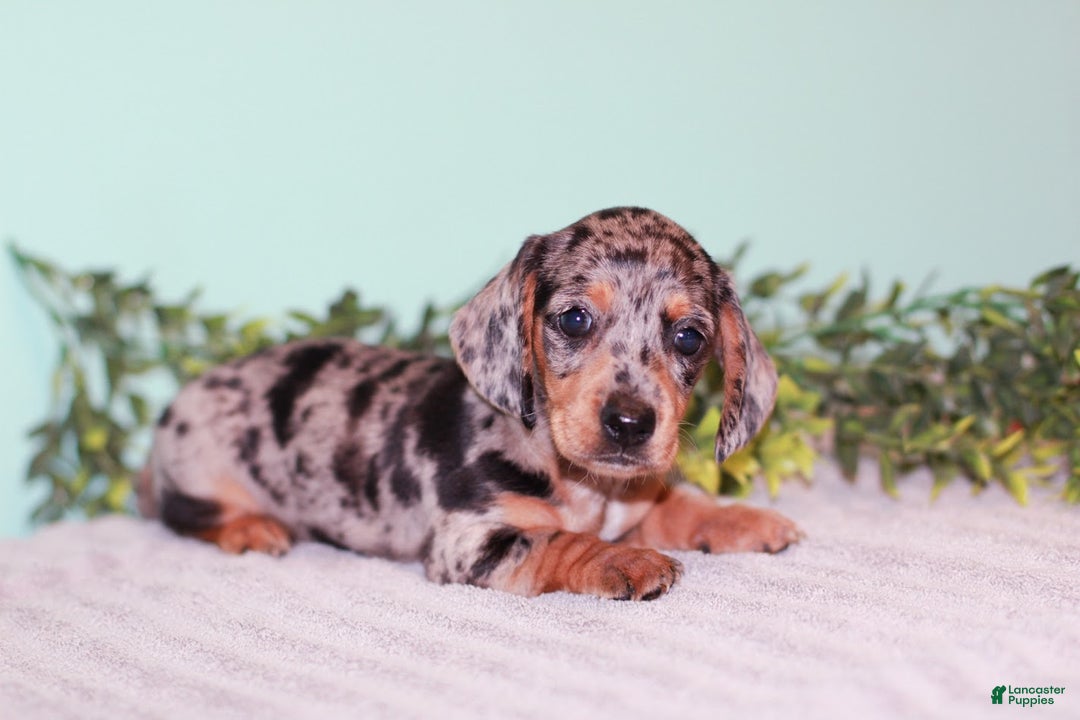 Miniature Dachshund dogs for sale: Flower - Ad 2