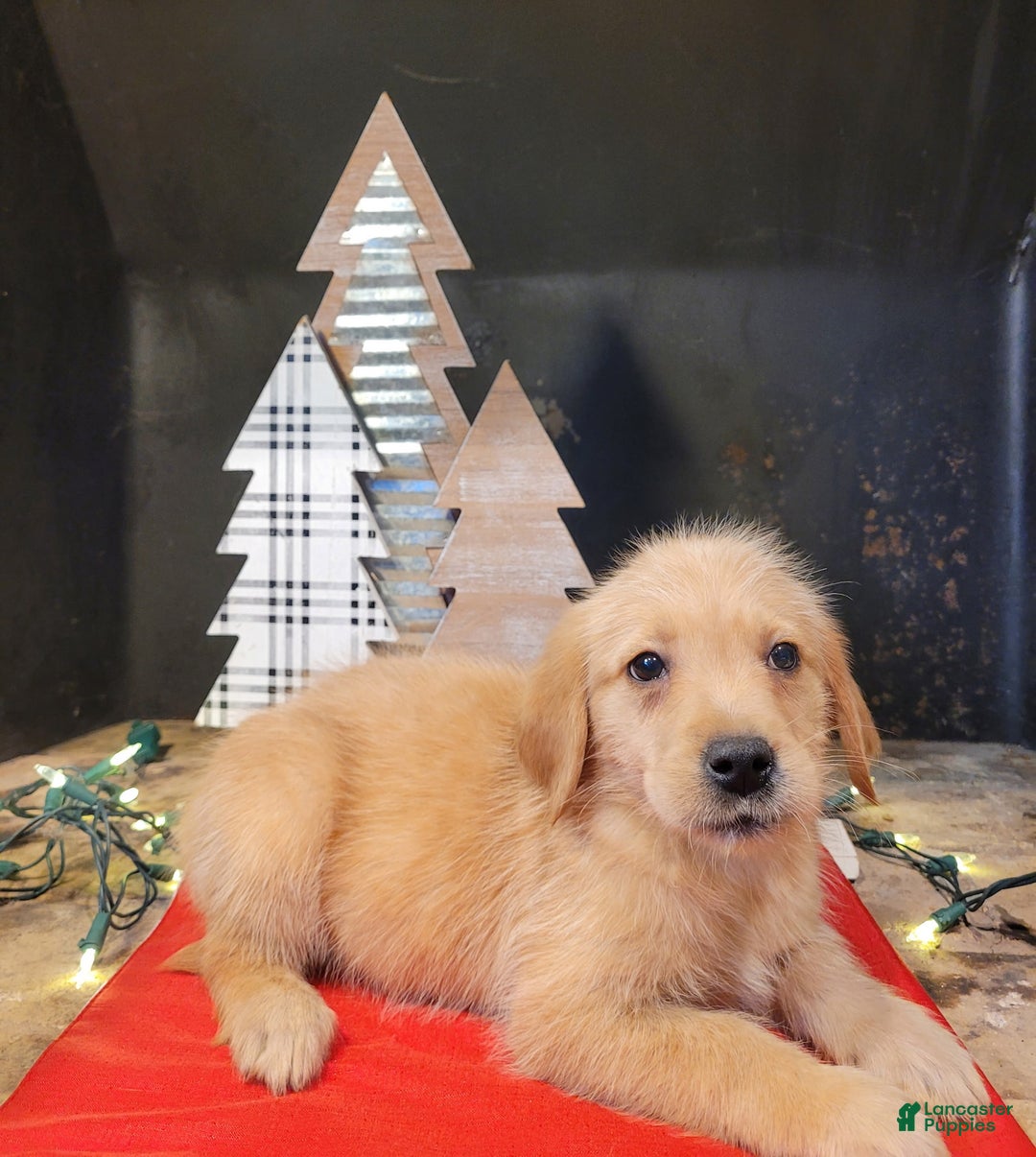 Labradoodle dogs for sale: Labradoodle Puppy 2 - Ad 2