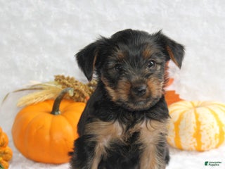 Yorkshire Terrier dogs Tristan - Ad 42