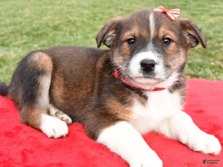 Mixed Breed dogs Murphy - Ad 39