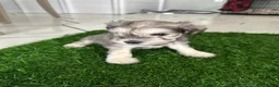 Miniature Schnauzer dogs for sale: Miniature Schnauzer 2 - Ad 4
