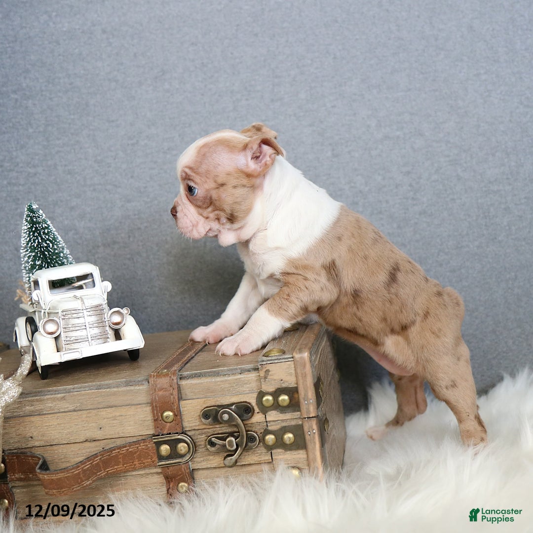 Boston Terrier dogs for sale: Pixie - Ad 2