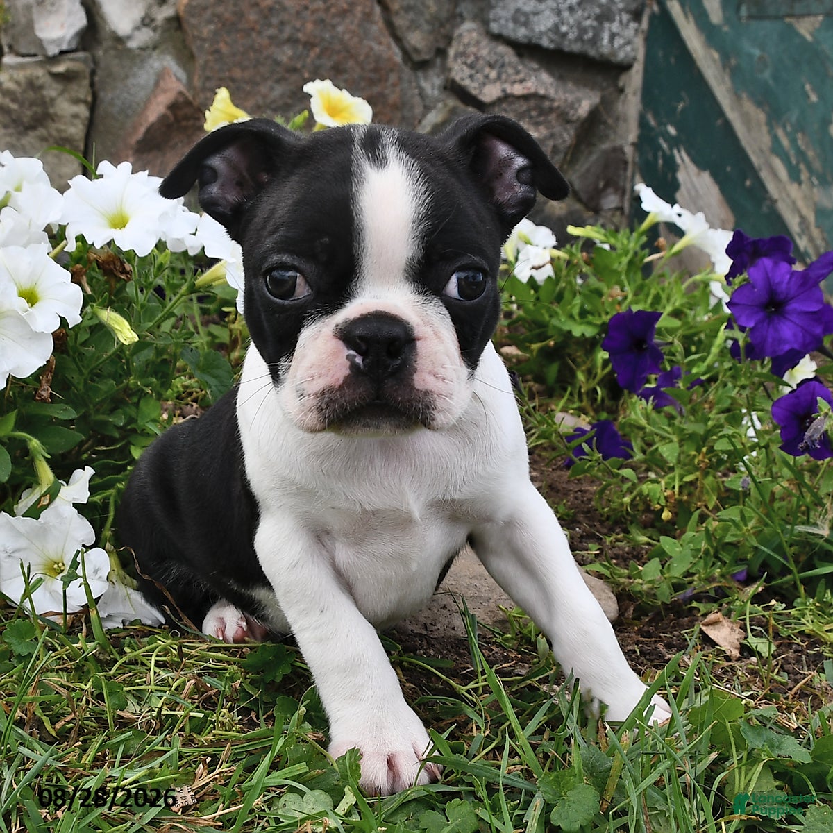 Boston Terrier dogs Sallie  - Ad 1