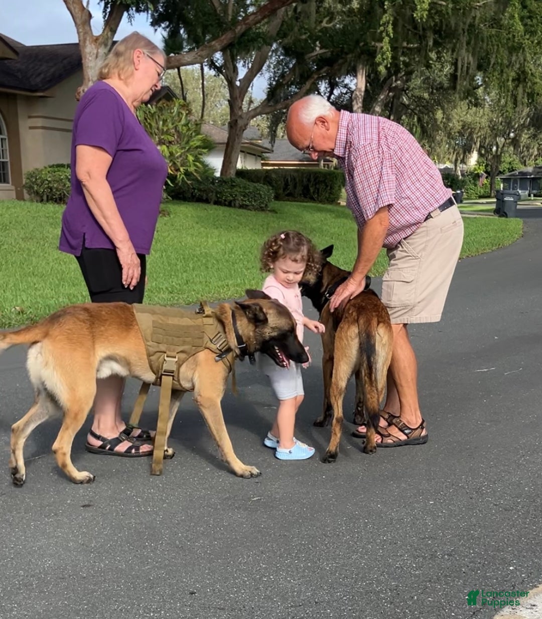 Belgian Malinois dogs for sale: Belgian Malinois male  - Ad 4