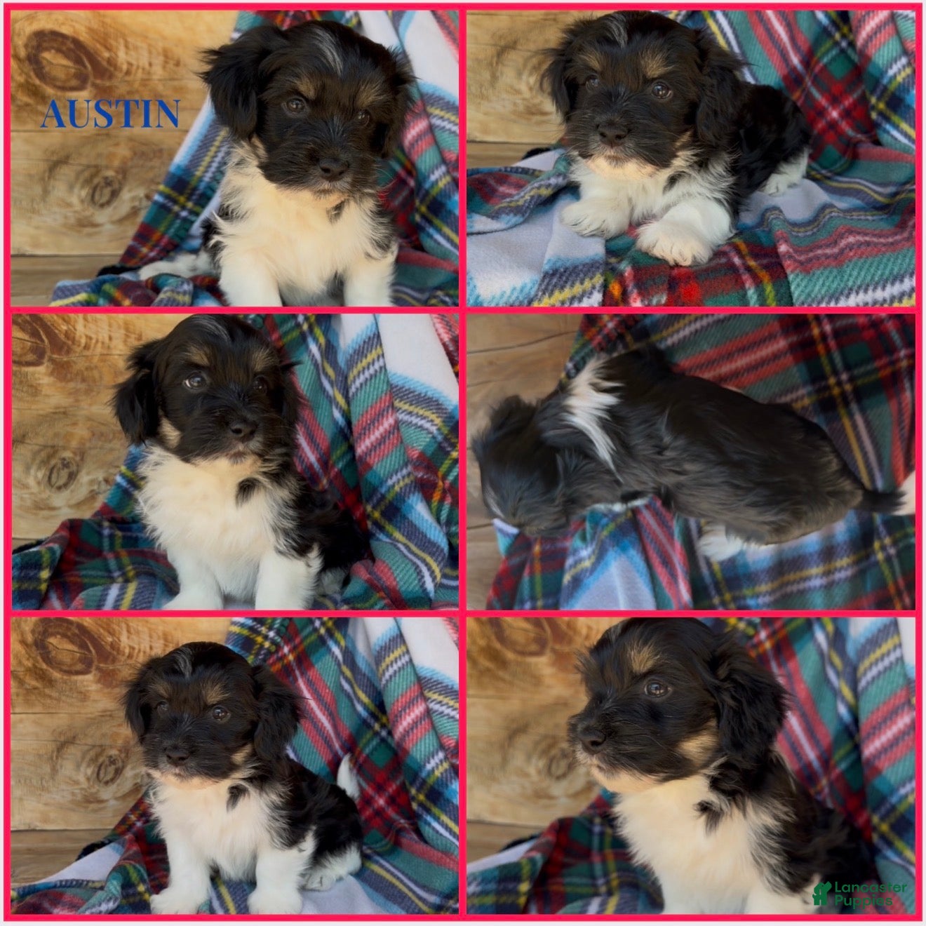 Havanese dogs Austin - Ad 1