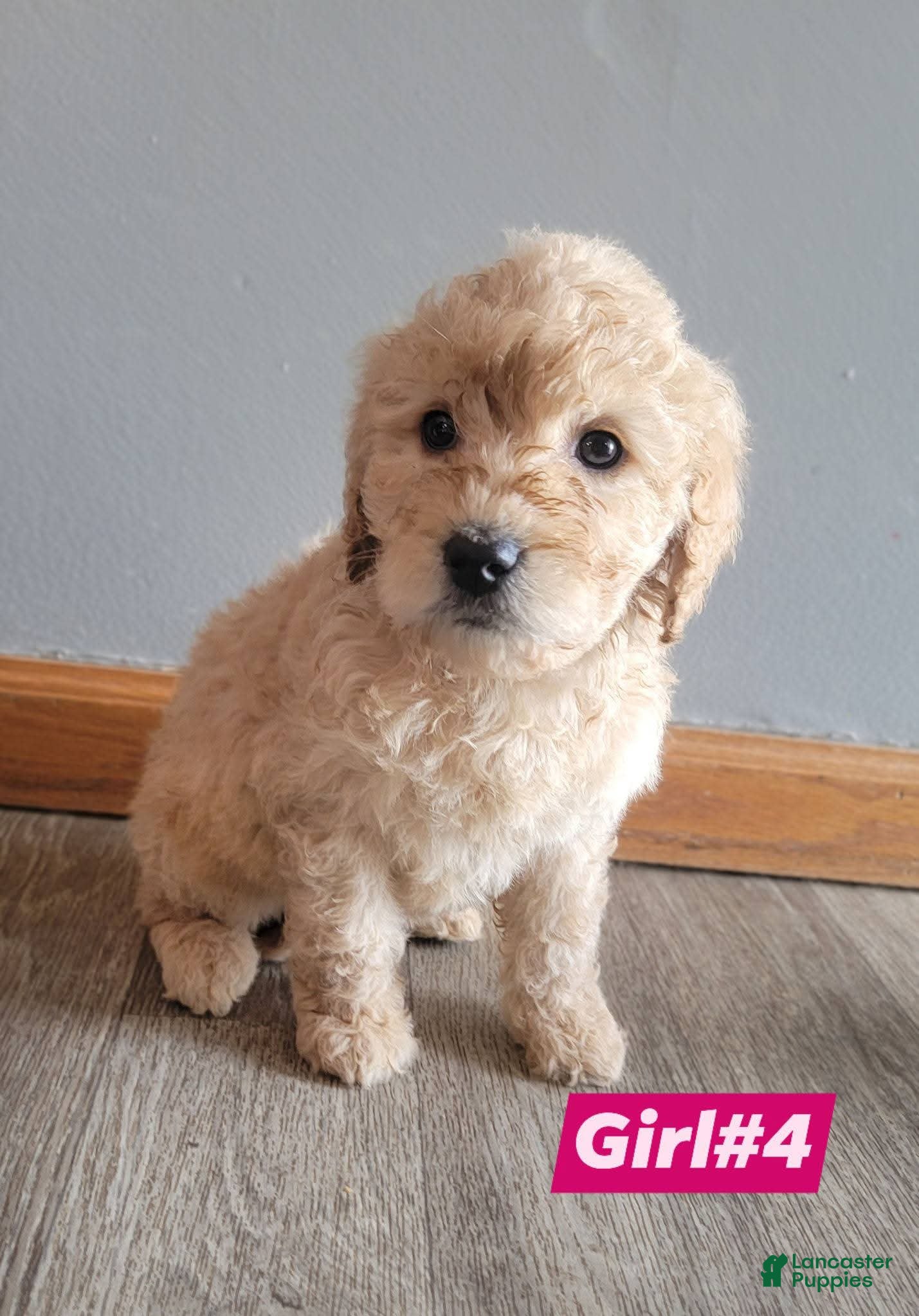 Double Doodle dogs Double Doodle Puppy 8 - Ad 9