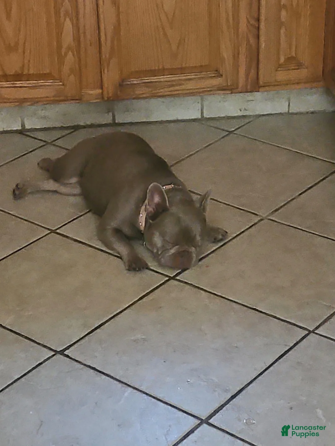 French Bulldog dogs for sale: Ari - Ad 5