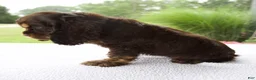 Cocker Spaniel dogs for sale: Karla - Ad 3
