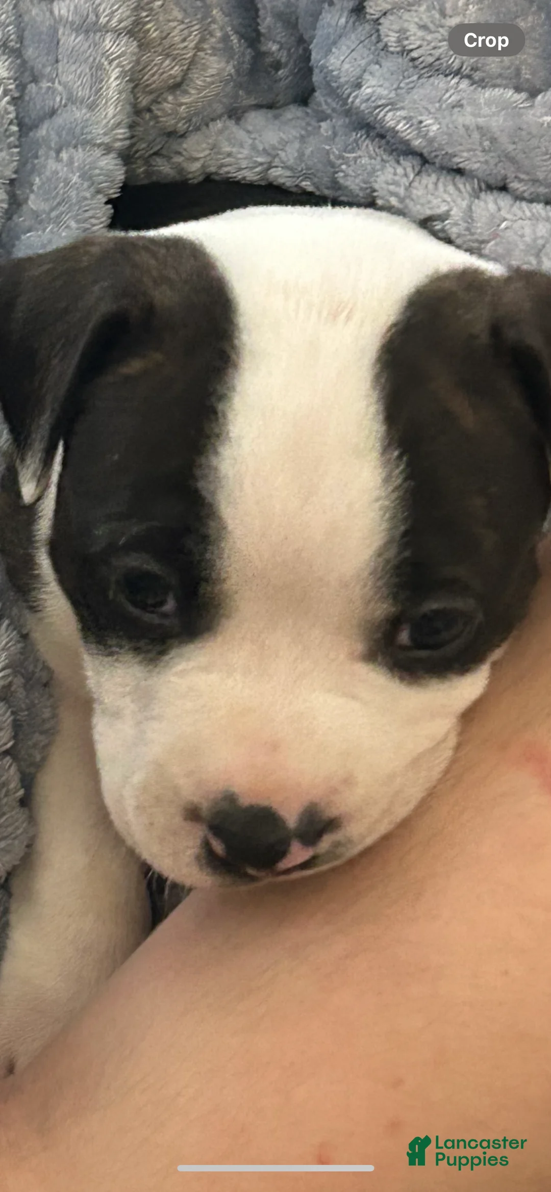 American Pit Bull Terrier dogs for sale: American Pit Bull Terrier Puppy 6 - Ad 1