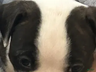 American Pit Bull Terrier dogs American Pit Bull Terrier Puppy 6 - Ad 24