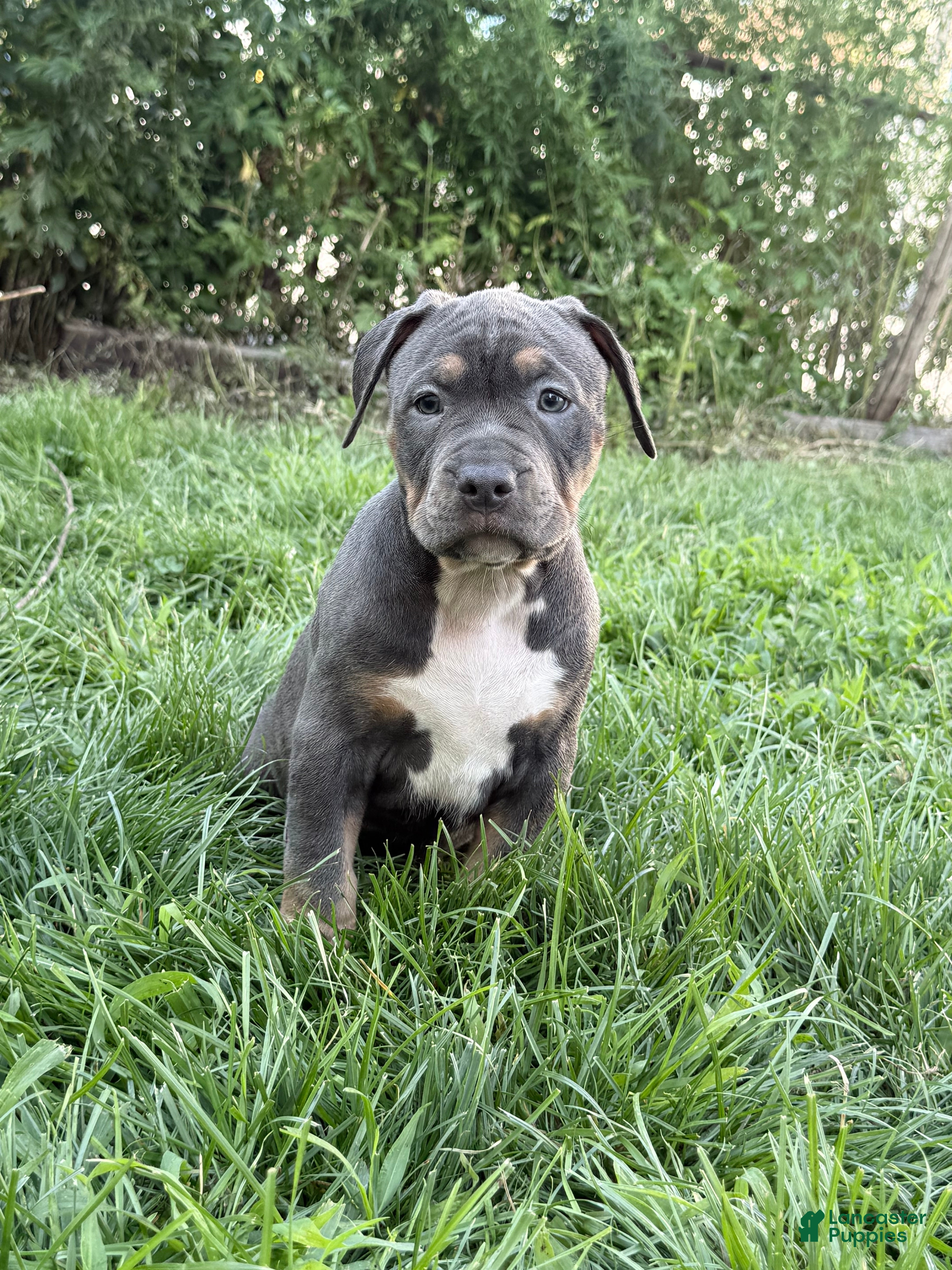 American Bully dogs BB - Ad 1