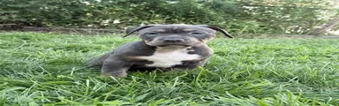 BB