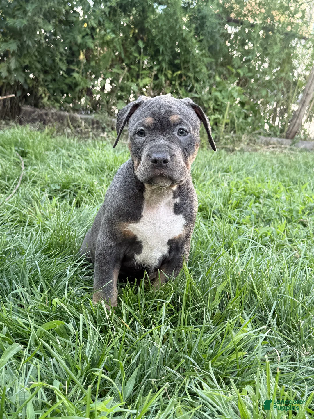 American Bully dogs for sale: BB - Ad 1
