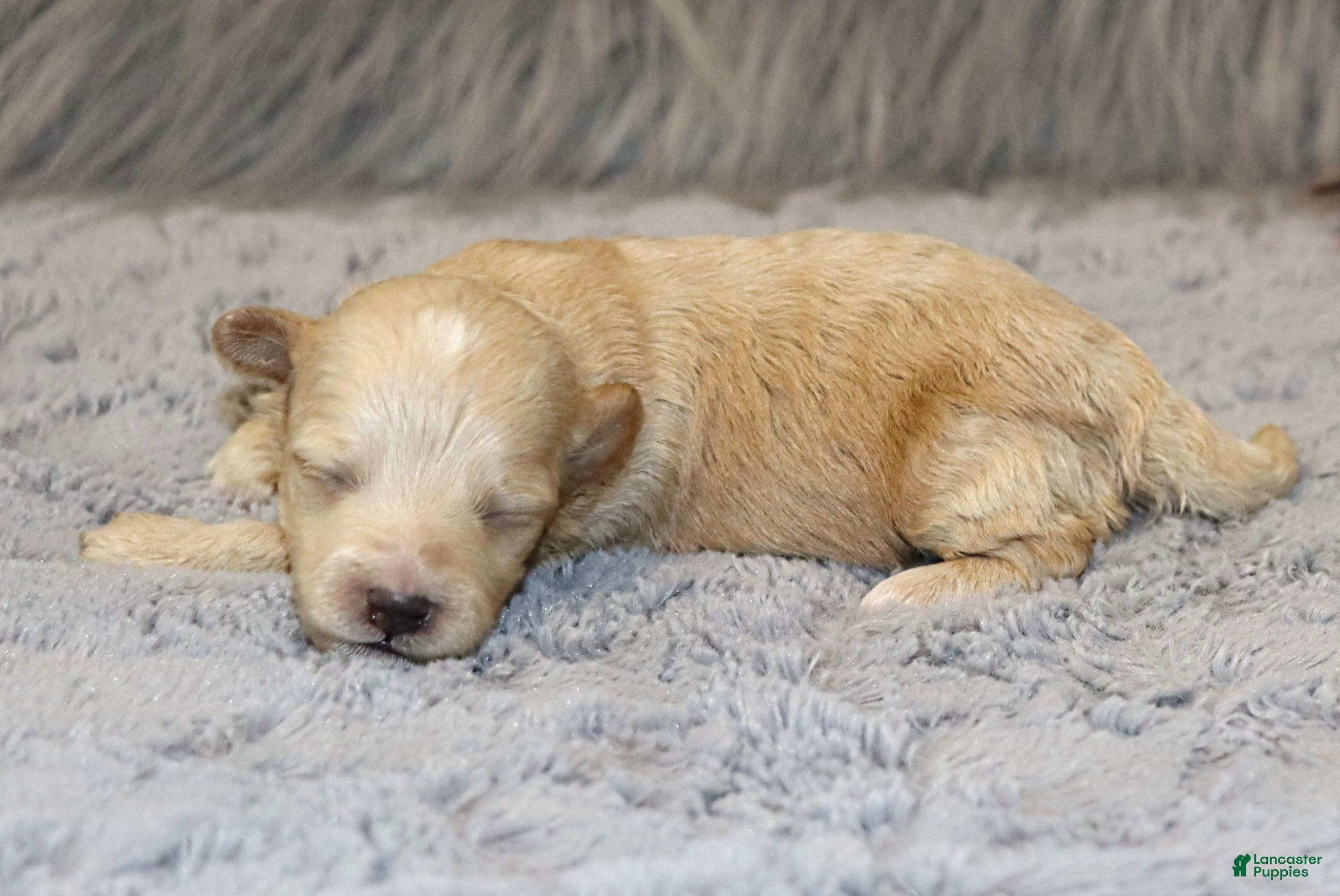 Havapoo dogs Peggy 🌷 Toy/Minature - Ad 1