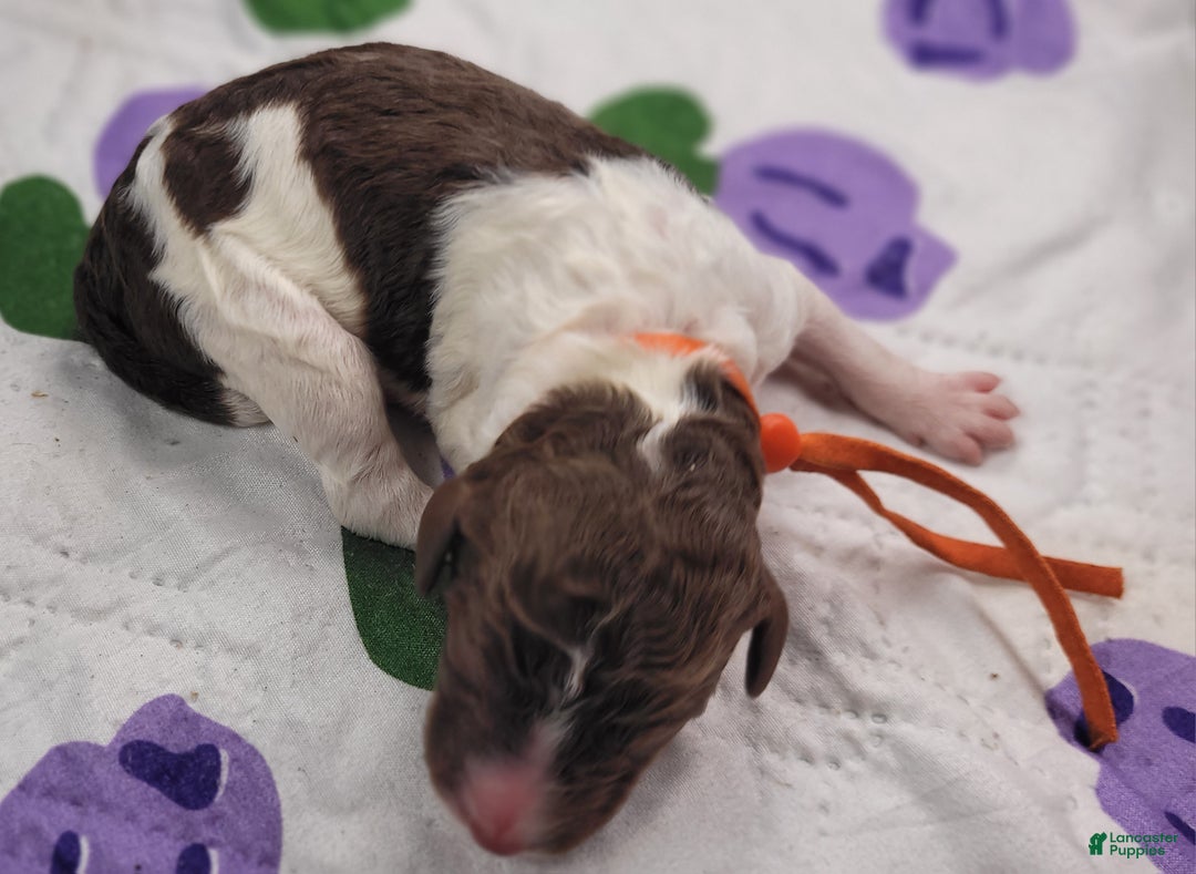 Labradoodle dogs for sale: Goji - Ad 1